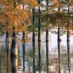 tree, lake, water-5077020.jpg